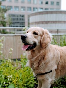 Golden Mountain Dog