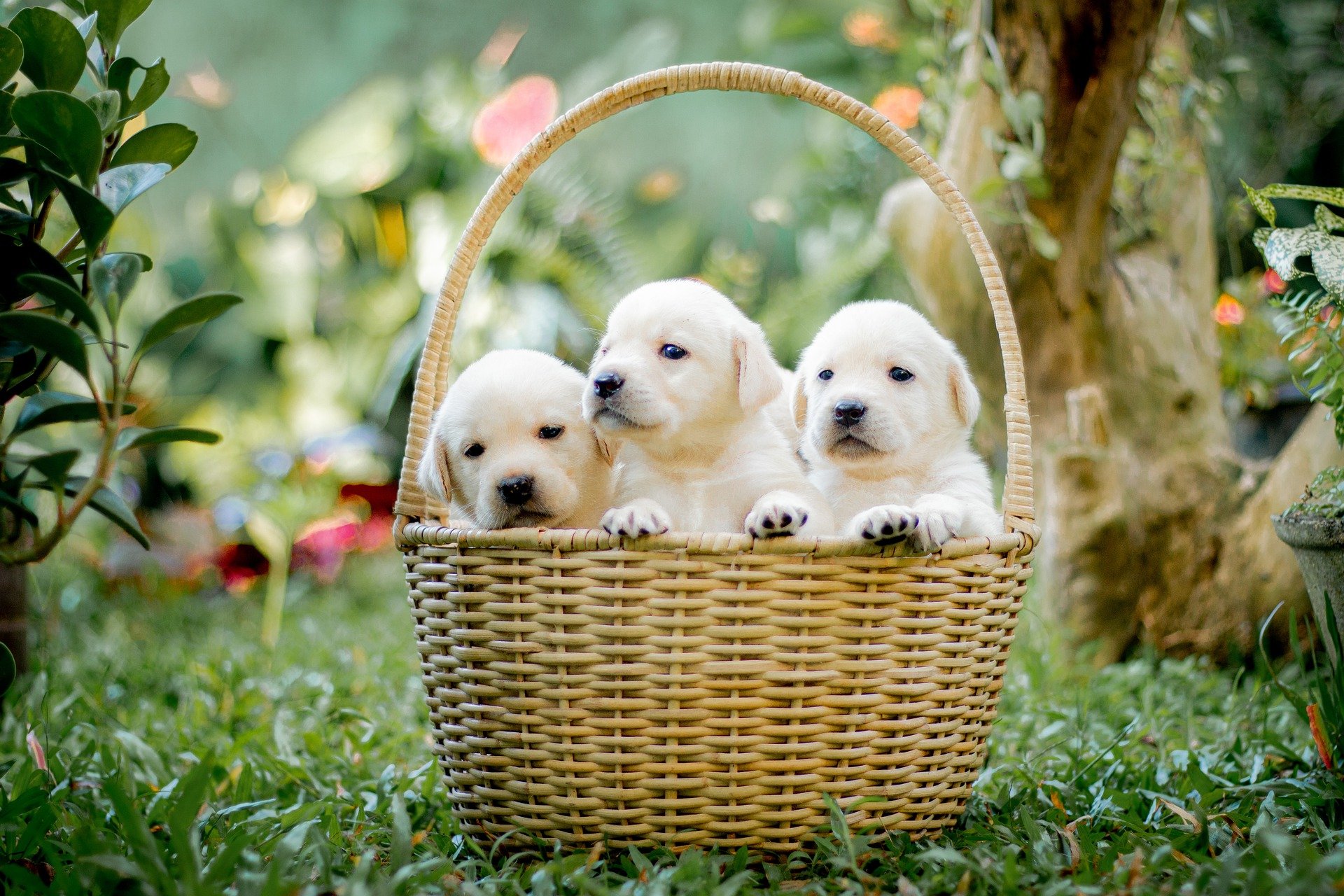 golden retriever puppy