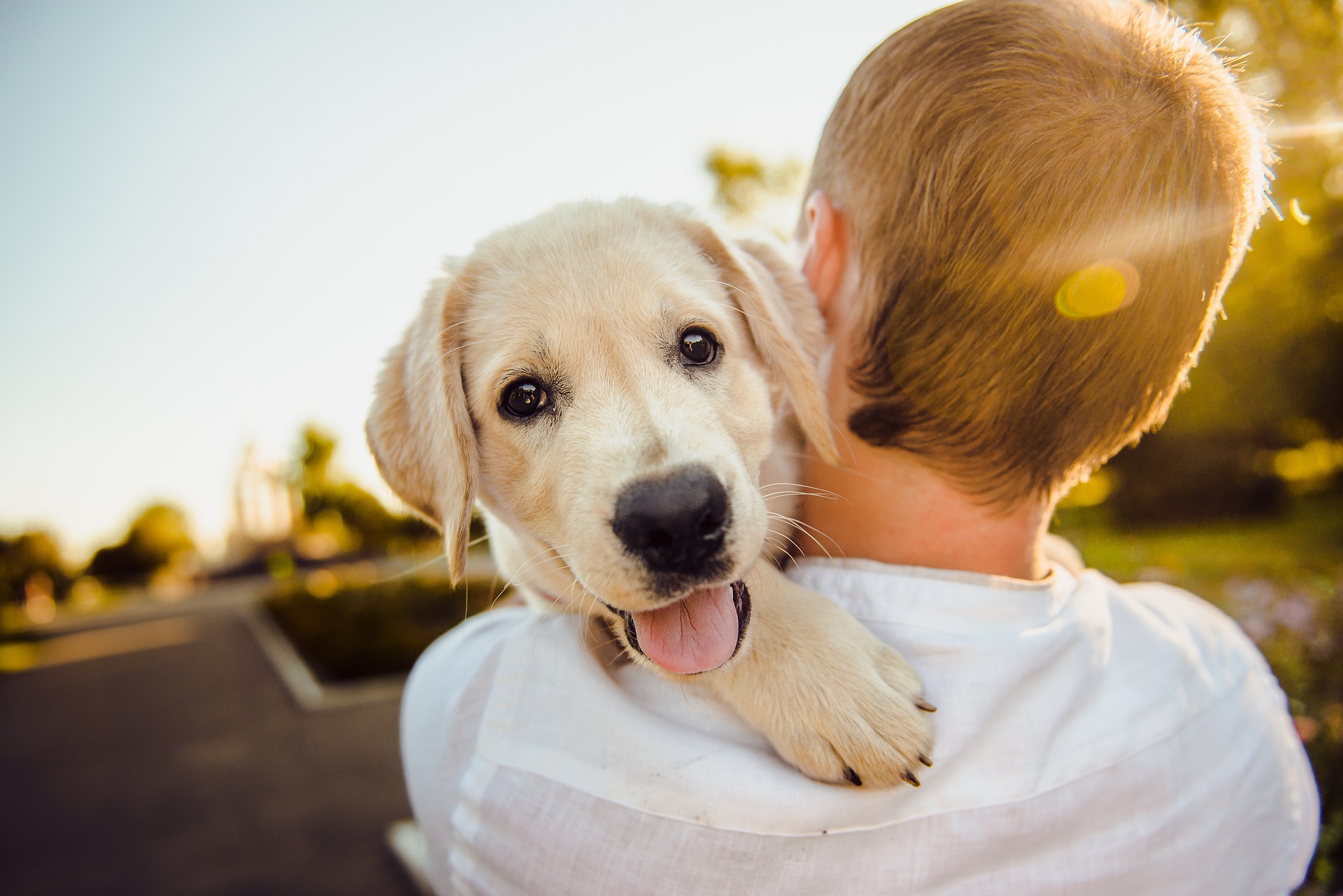 golden retriever puppy