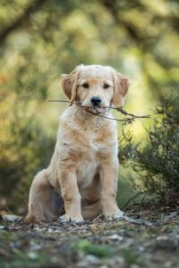 golden retriever puppies