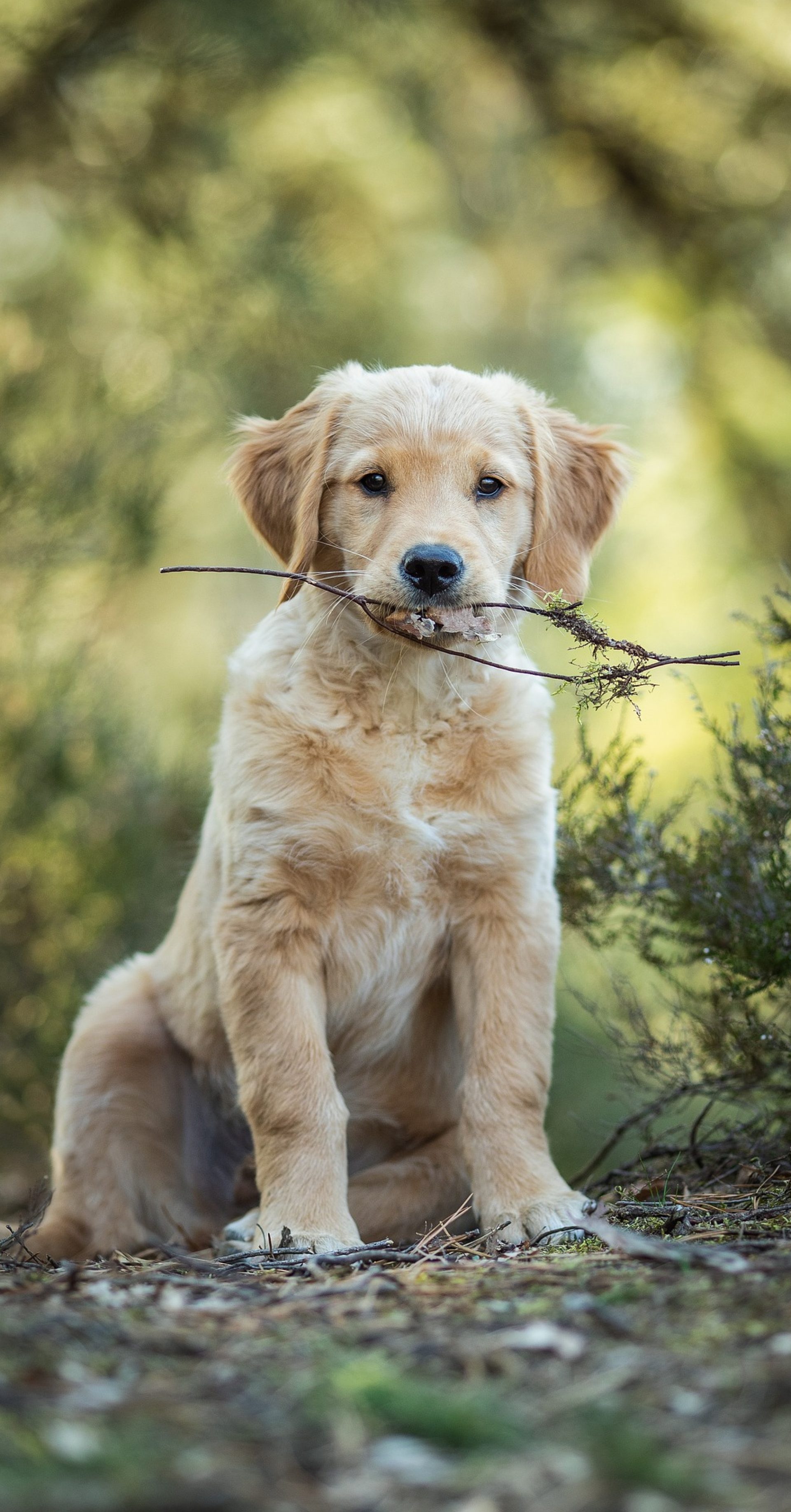 golden retriever puppies