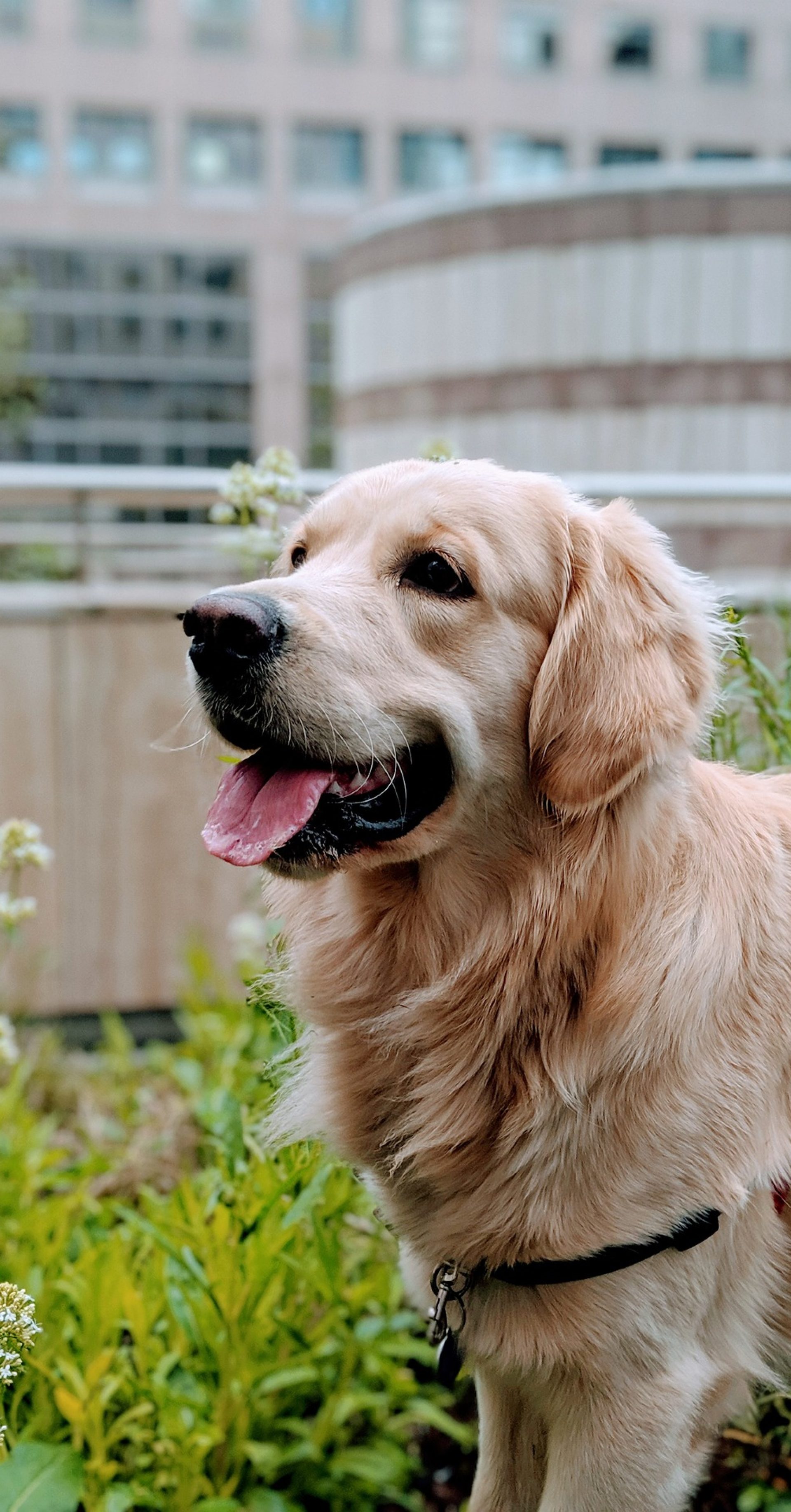 Golden Mountain Dog